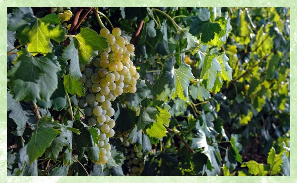 Griekse wijn druiven